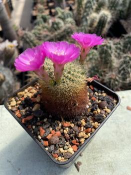 Rebutia violett